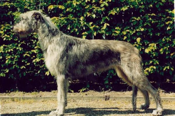 Gaeltarra Eirean Amhain Ar Bith | Irish Wolfhound 