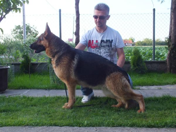 Lisa od Tiganjice | German Shepherd Dog 