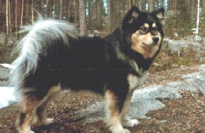 Lecibsin Hota | Finnish Lapphund 