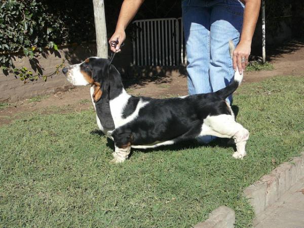 Begonia it`s so Floppy | Basset Hound 