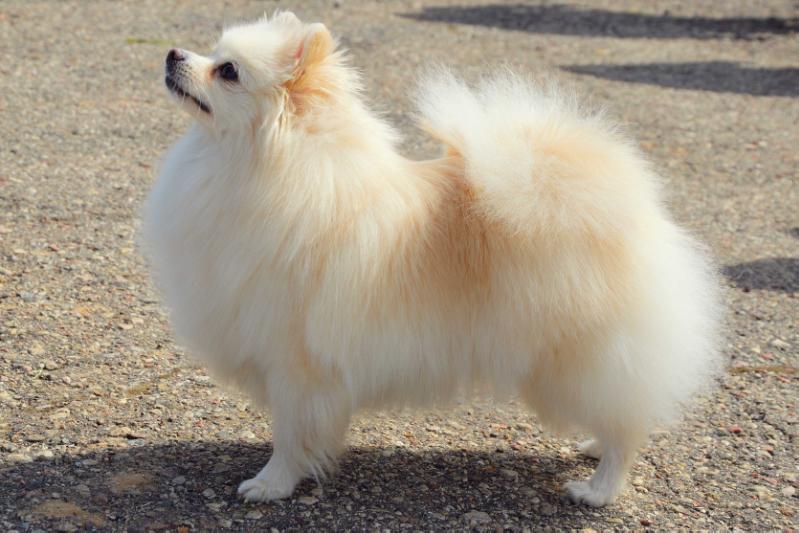 Tregai Pretty Girl | German Spitz 