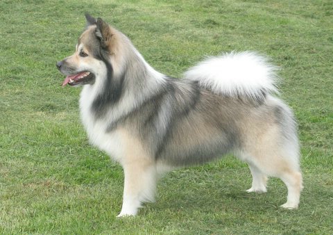 Kirkjufells Kappi | Icelandic Sheepdog 