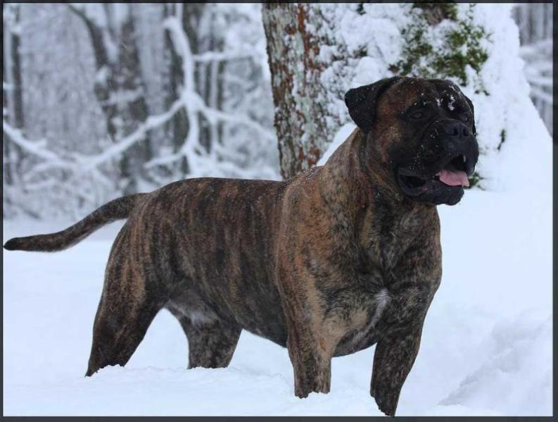 Rocco V.D Mijadora | Bullmastiff 