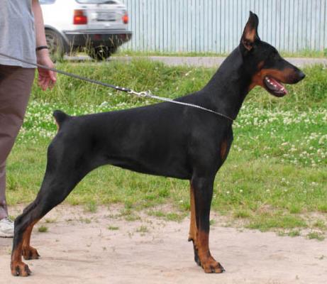 Iya Iolanta iz Zvezdnyh Vrat | Black Doberman Pinscher