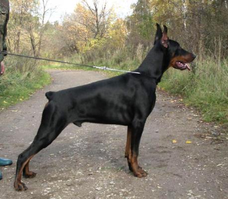 Lancelot iz Zvezdnyh Vrat | Black Doberman Pinscher