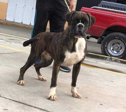 Italia Sandoval | Boxer 