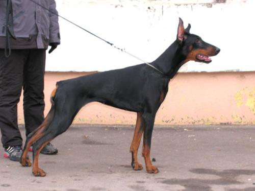 Liberata iz Zvezdnyh Vrat | Black Doberman Pinscher