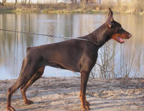 La Fortuna iz Zvezdnyh Vrat | Brown Doberman Pinscher