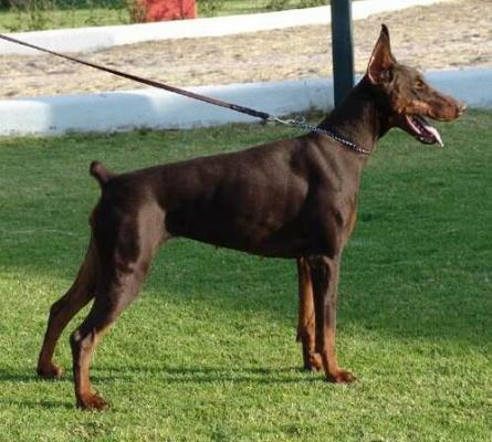 Chantal v.h. Wantishof | Brown Doberman Pinscher