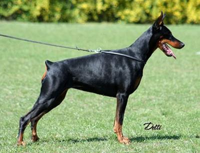 Afton v. Gruosi | Black Doberman Pinscher