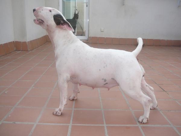 Hipopotama De Lord Bull | Bull Terrier 