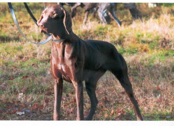 Vipère du Mas de l'Arbre | German Shorthaired Pointer 