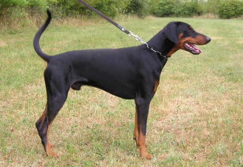 Hannibal v. Utgard | Black Doberman Pinscher