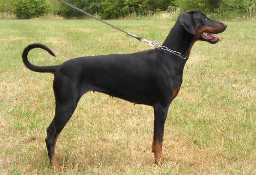 Havanna v. Utgard | Black Doberman Pinscher