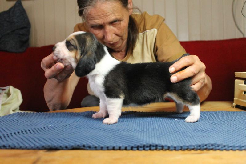 Myrpytten's Blaamann | Basset Hound 