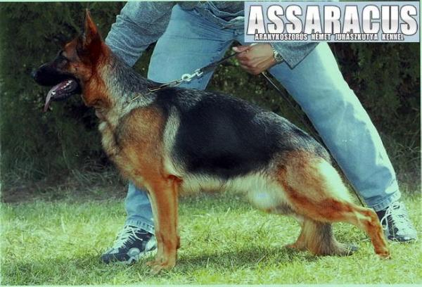 Tilla of Assaracus | German Shepherd Dog 