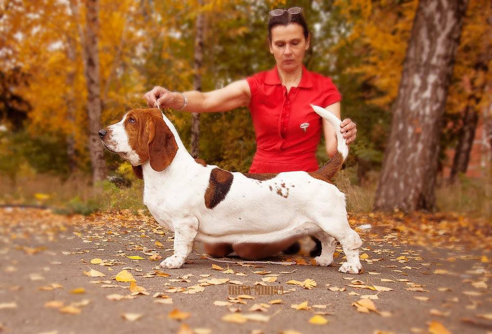 ASTER BASS ZENA ANGEL FACE | Basset Hound 