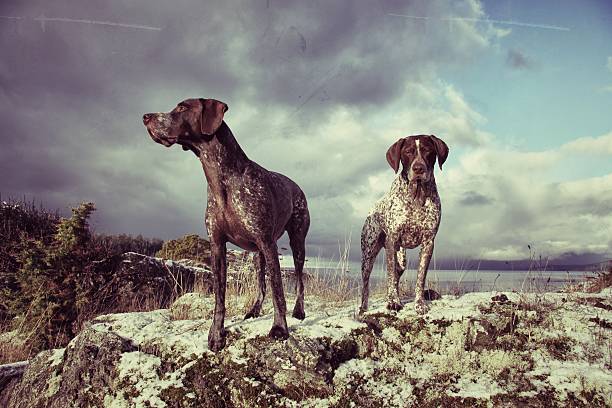 American English Coonhound