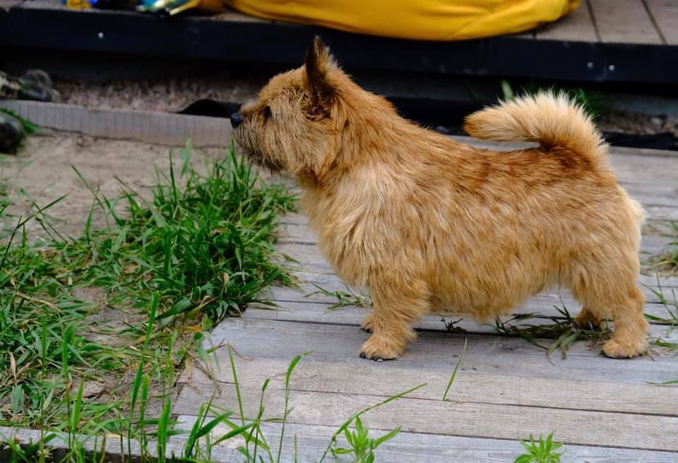 Reidzer Laimes Saltinis | Norwich Terrier 