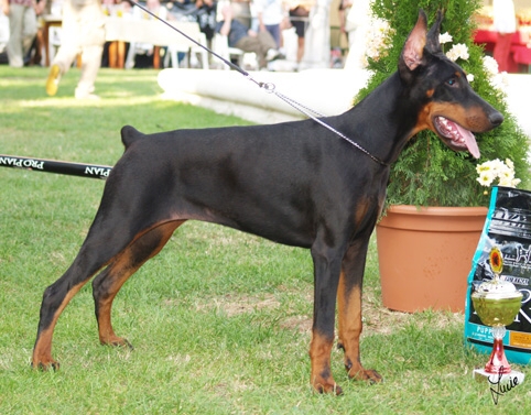 Imola di Modello | Black Doberman Pinscher