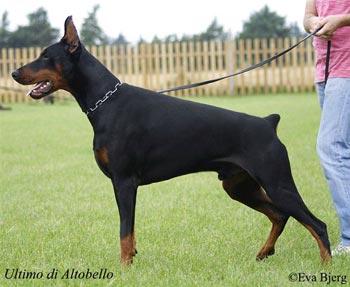 Ultimo di Altobello | Black Doberman Pinscher