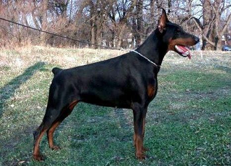 Beatrice di Altobello | Black Doberman Pinscher