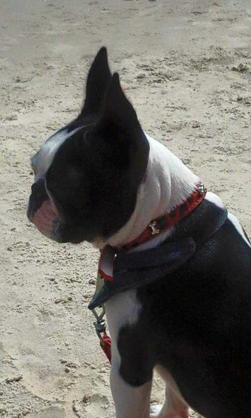 UMMA QUEEN DEL QUERCUS ALBA | Boston Terrier 