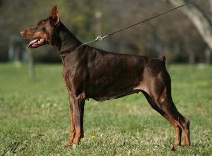 Astrid v.h. Blauwhof | Brown Doberman Pinscher