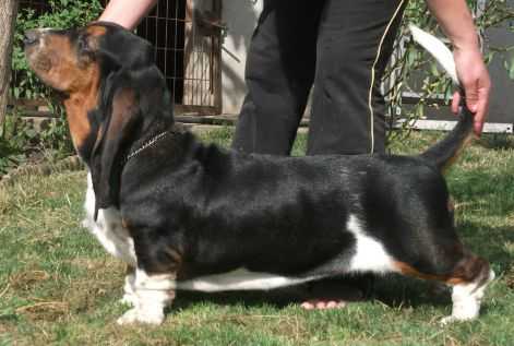 Nagyhegyi Pajkos Black Mirag'e | Basset Hound 