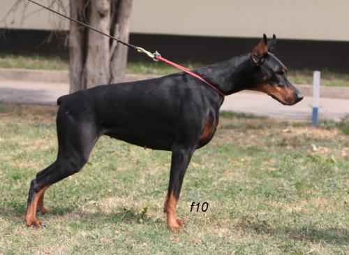 V'Isabell of Hoffman House | Black Doberman Pinscher