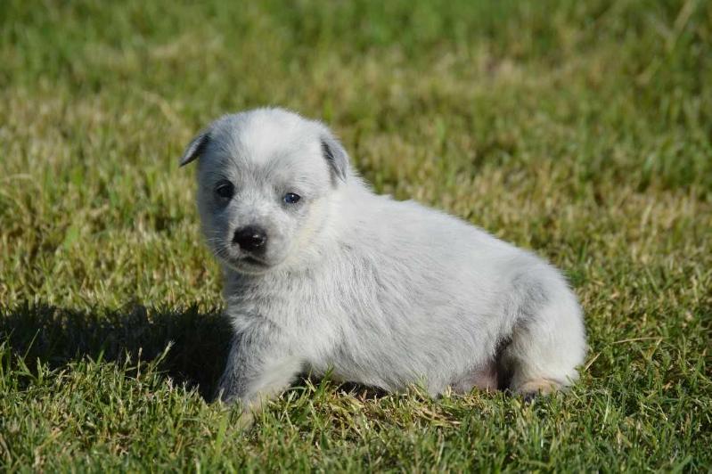 LexiXDusty(Jasmine) | Australian Cattle Dog 