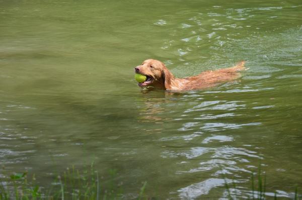 Praetorium Latobicorum's Di Di | Nova Scotia Duck Tolling Retriever 