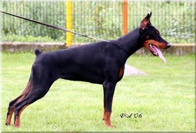 Tititaka v. Karpatia | Black Doberman Pinscher