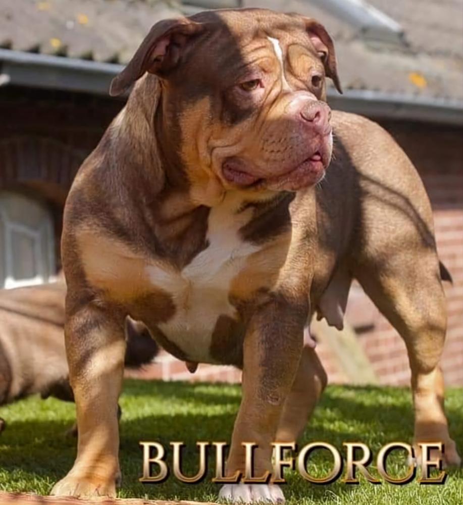 Bullforce Lorena | Olde English Bulldogge 