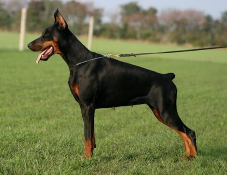 Daria Deniz di Altobello | Black Doberman Pinscher