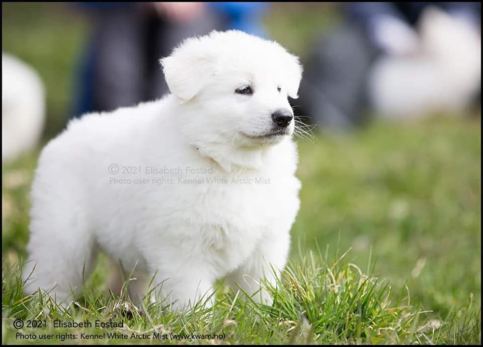 La-Luna av White Arctic Mist | White Swiss Shepherd Dog 