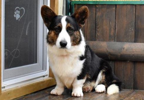 Wind Of Grand Everest | Cardigan Welsh Corgi 