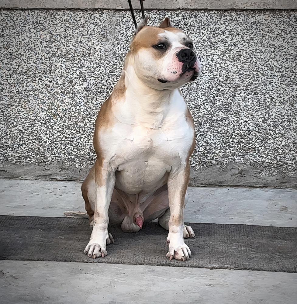 Arthur- | American Staffordshire Terrier 