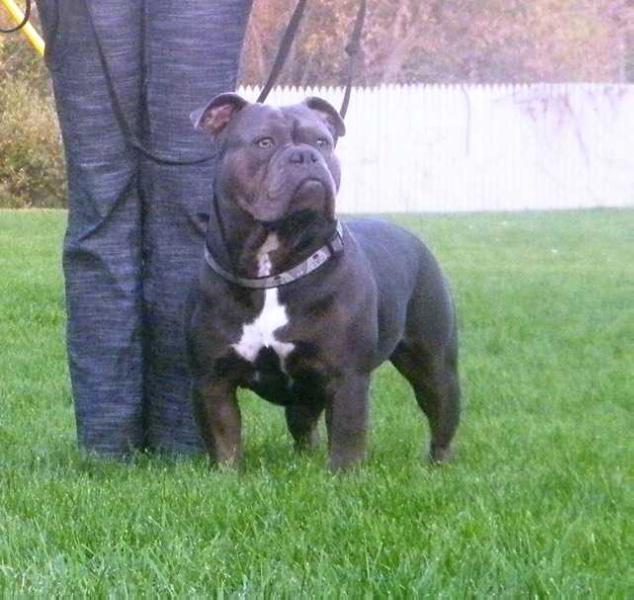 Blacksmith's Mako | Olde English Bulldogge 