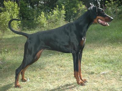 Dobia'co Barbarozza | Black Doberman Pinscher