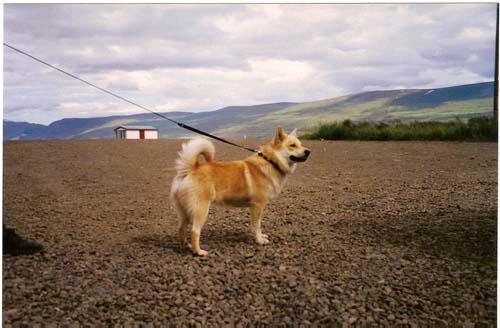 Gerplu Lukka | Icelandic Sheepdog 