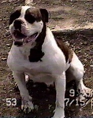 Bonanza Tuggs Bridgett | Olde English Bulldogge 