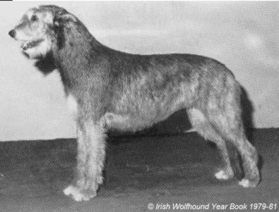 Marumac Bahbarella | Irish Wolfhound 
