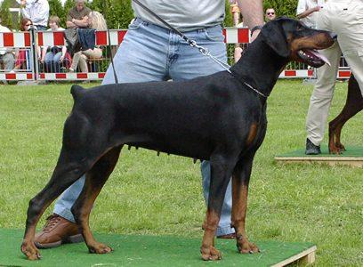 Crudelia di Prisconte | Black Doberman Pinscher