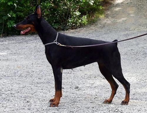 Sheenaselina del Citone | Black Doberman Pinscher