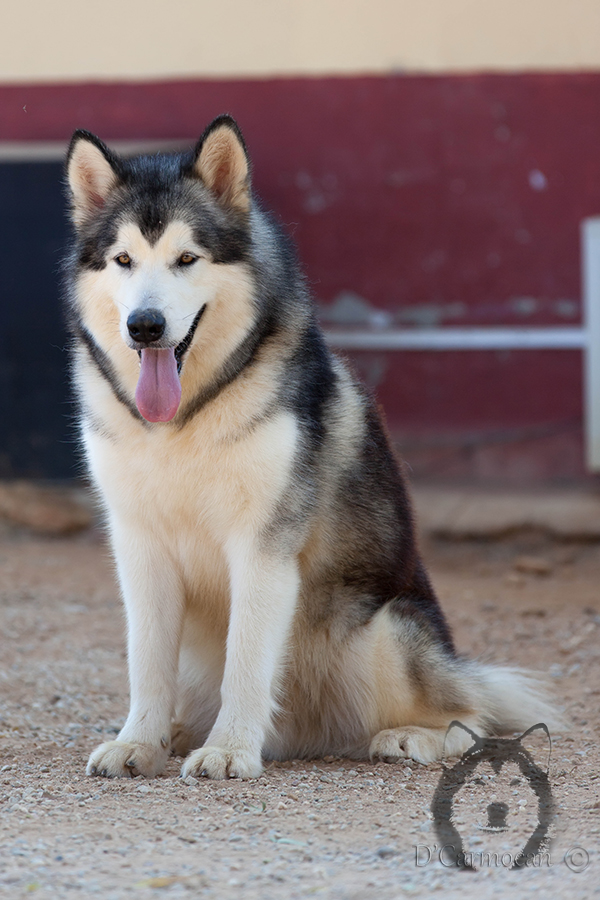 Ruta Norte Teddy Bear | Alaskan Malamute 