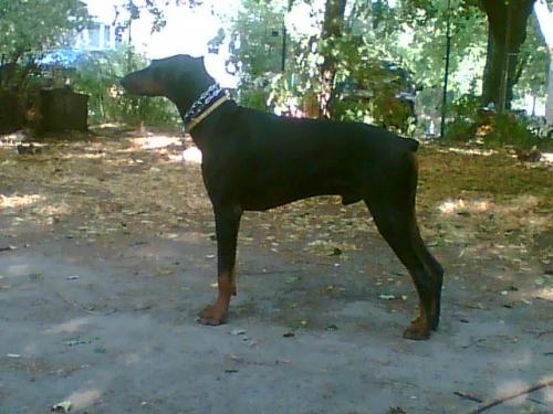 Asko-Atut Gordius | Black Doberman Pinscher