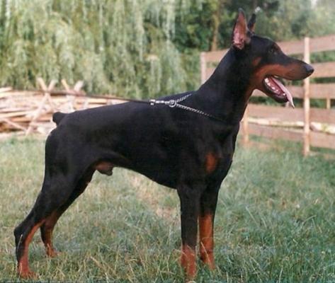 Andy Ginga House | Black Doberman Pinscher