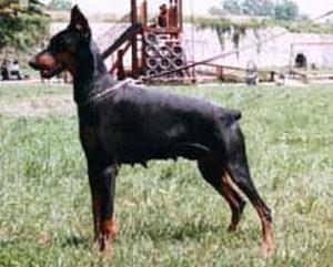 Lena Sawages | Black Doberman Pinscher