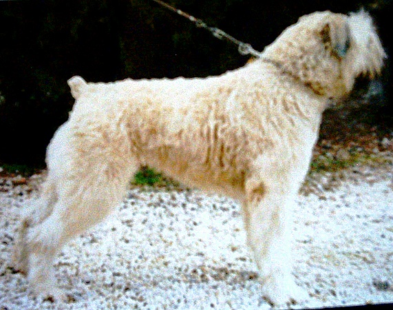 Arnaud de la Colline Verte | Bouvier des Flandres 